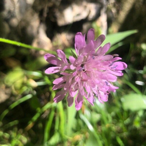 Knautia dipsacifolia Çiçek