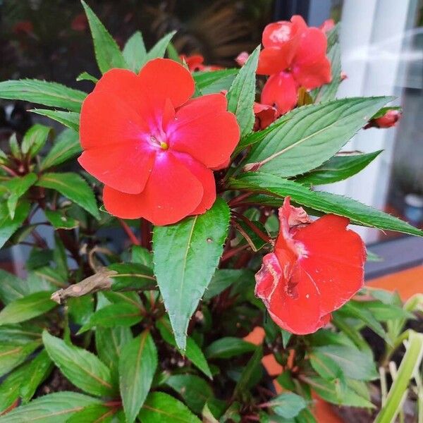 Impatiens hawkeri Flower