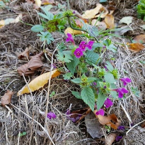 Galeopsis tetrahit 整株植物