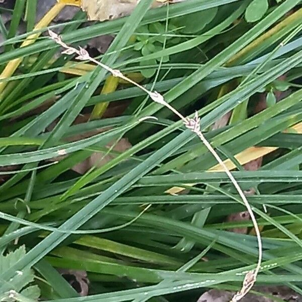 Carex divulsa Floro