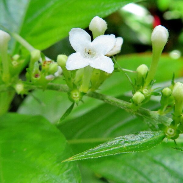 Citharexylum spinosum Flor