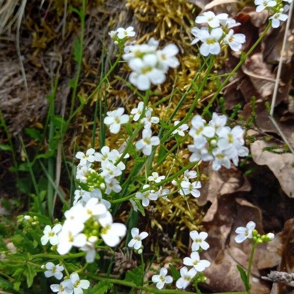 Arabidopsis halleri Flower