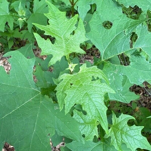 Smallanthus uvedalia Blatt