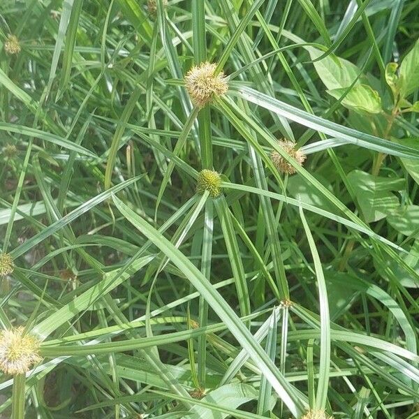 Cyperus aromaticus Floare