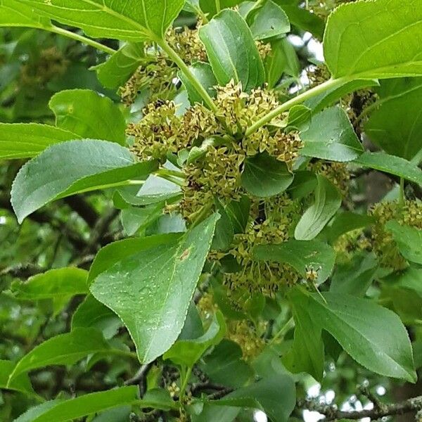 Frangula alnus Hoja