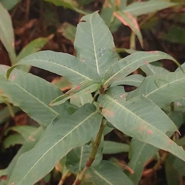 Persicaria amphibia Lehti