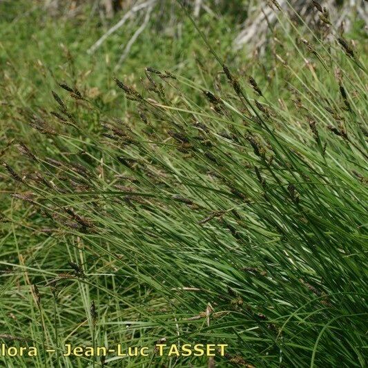 Carex cespitosa 形态