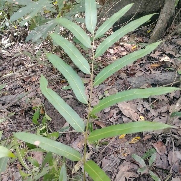 Acrostichum aureum Leaf