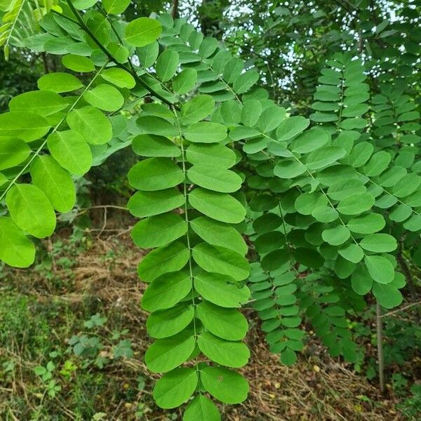 Robinia pseudoacacia 葉