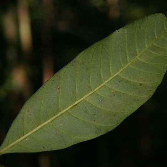 Tabernaemontana macrocalyx Leht