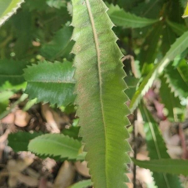 Banksia serrata Blatt