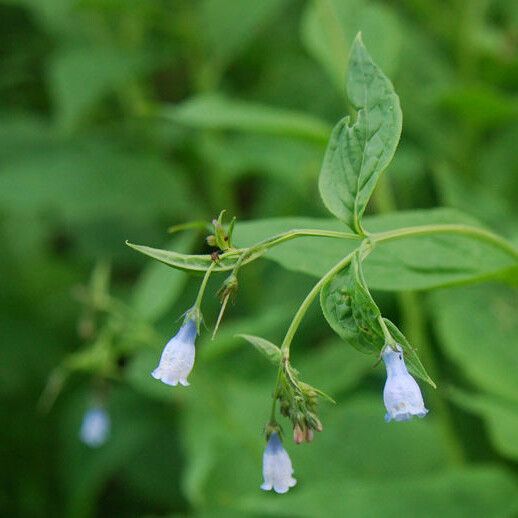 Mertensia paniculata Flower