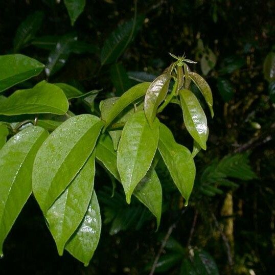 Trichostigma octandrum Ďalší