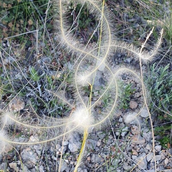 Stipa pennata Blomst