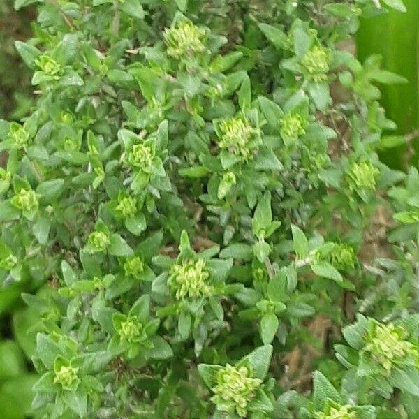 Thymus vulgaris برگ