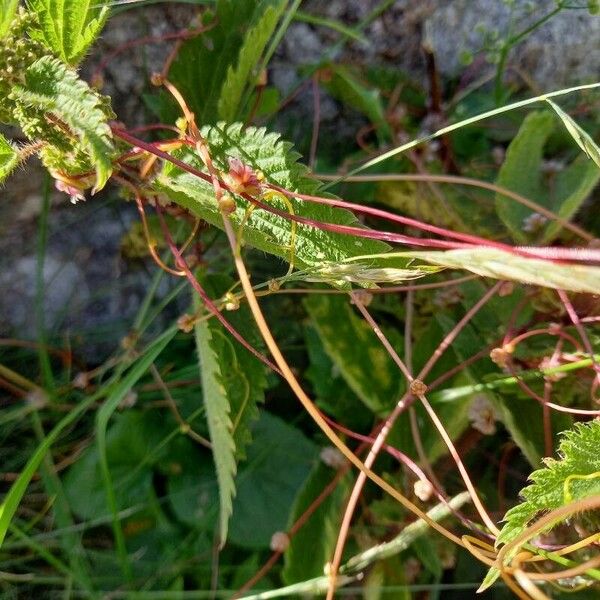 Cuscuta europaea Habitat