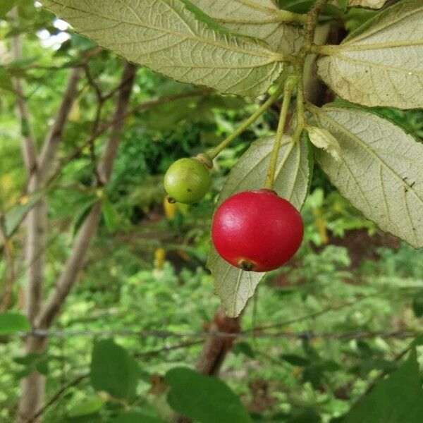 Muntingia calabura Frucht