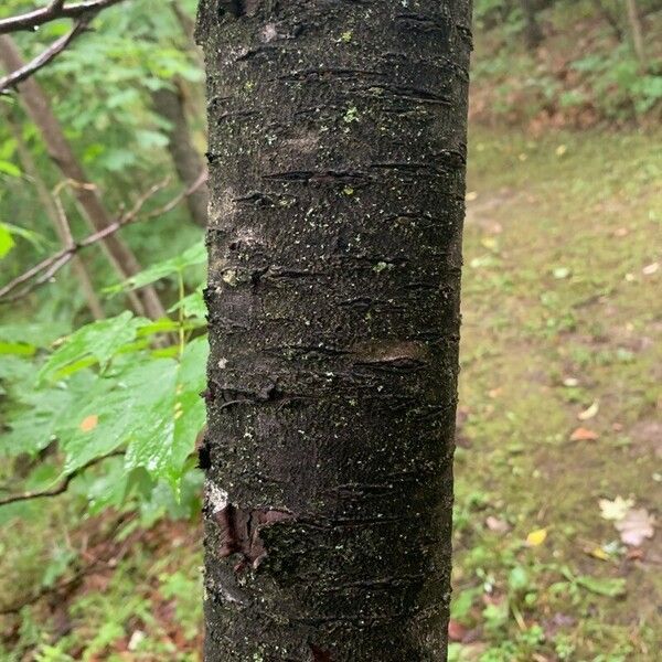 Betula occidentalis പുറംതൊലി