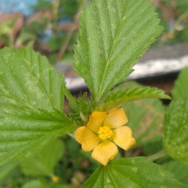 Malvastrum coromandelianum 花