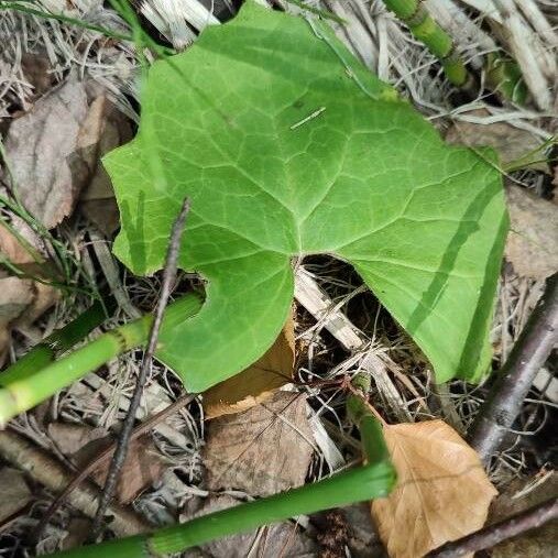 Petasites frigidus Leaf