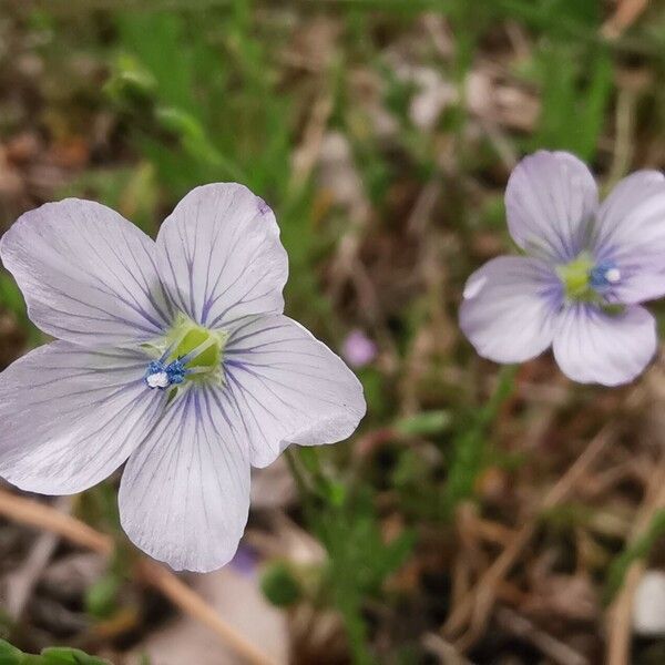 Linum bienne Kvet