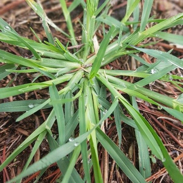 Eleusine tristachya Leaf