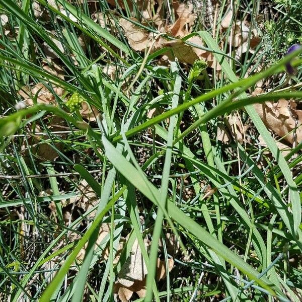 Anthericum liliago Leaf