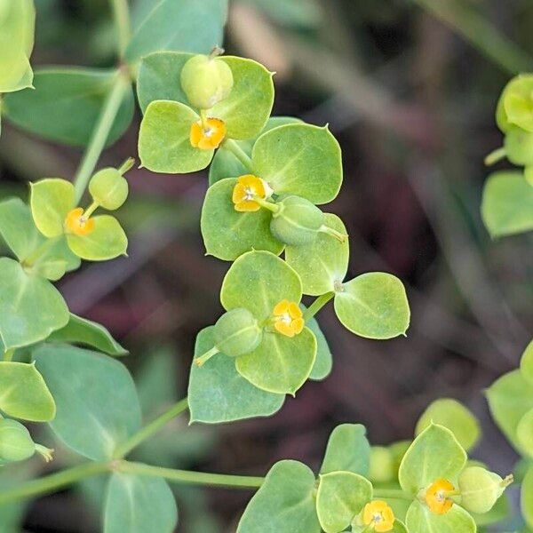 Euphorbia seguieriana Цветок