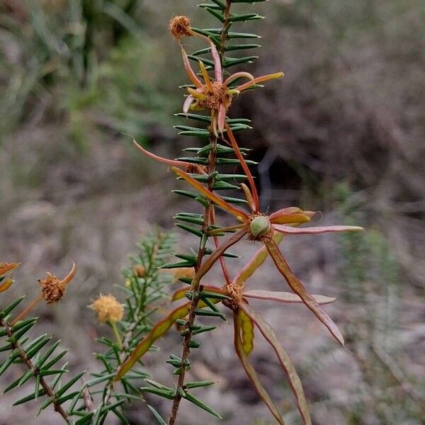 Acacia ulicifolia Frucht