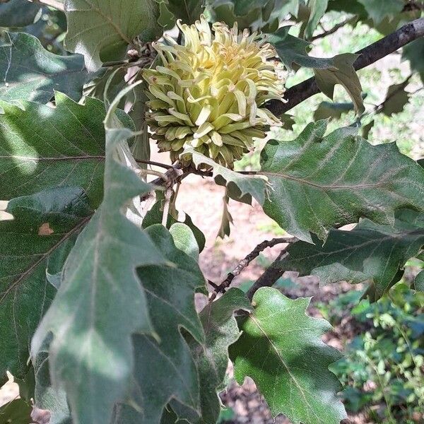 Quercus ithaburensis Blad