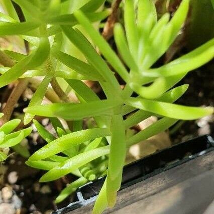 Sedum mexicanum Foglia