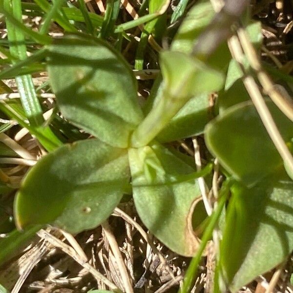 Gentiana brachyphylla Blad