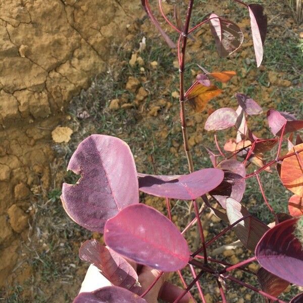 Euphorbia cotinifolia Lapas