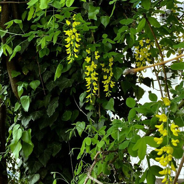 Laburnum anagyroides 其他