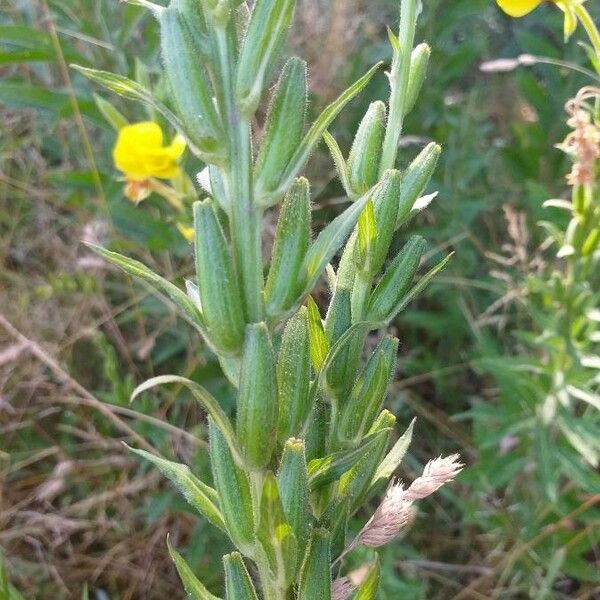 Oenothera biennis Owoc