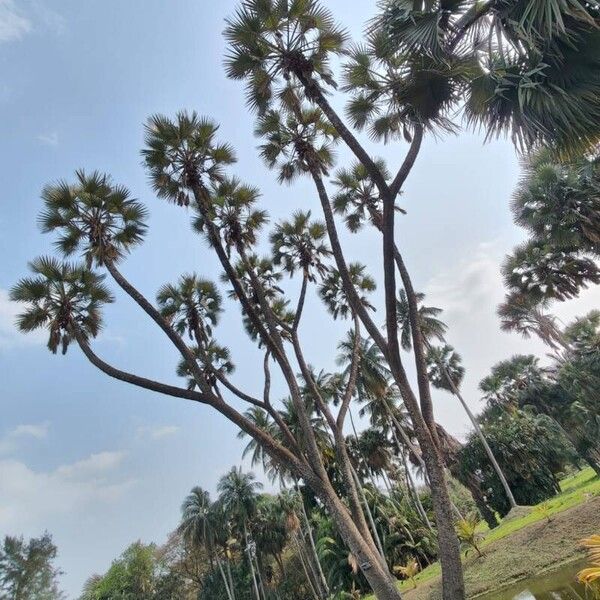 Hyphaene thebaica Habit