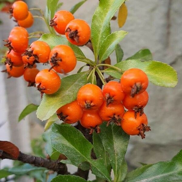 Pyracantha coccinea Hoja