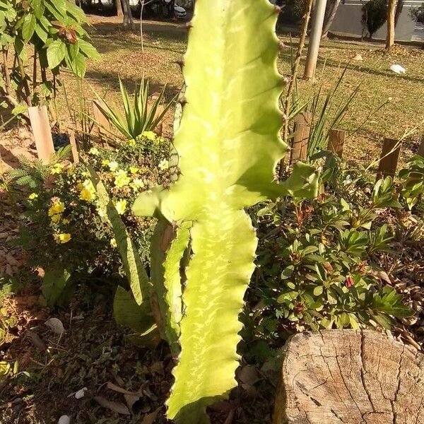 Euphorbia triangularis Leaf