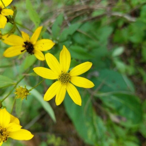 Coreopsis major Květ