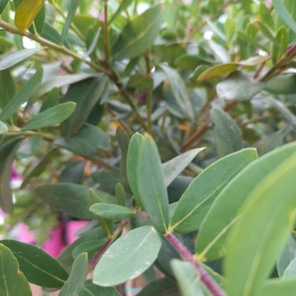 Polygala myrtifolia Blad