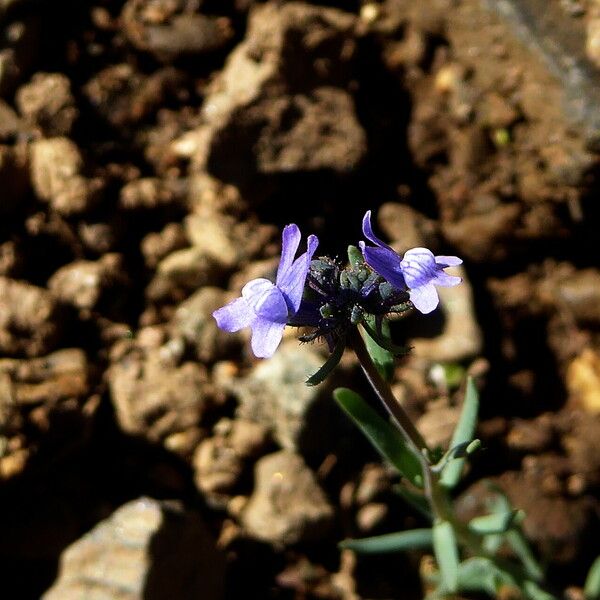 Linaria arvensis Συνήθη χαρακτηριστικά