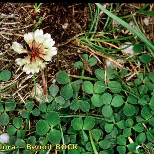 Trifolium occidentale Staniste