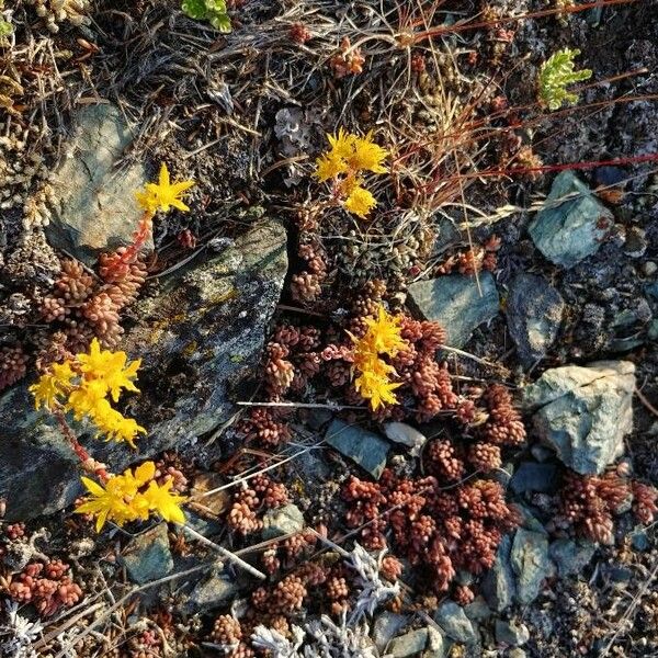 Sedum lanceolatum Kukka