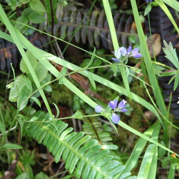 Polygala serpyllifolia Квітка