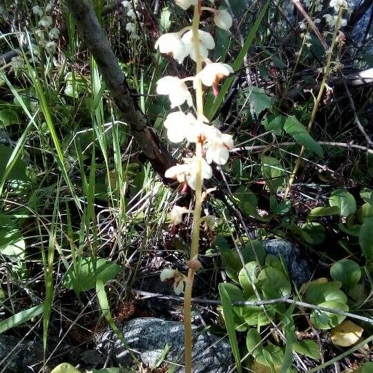 Pyrola rotundifolia Flower