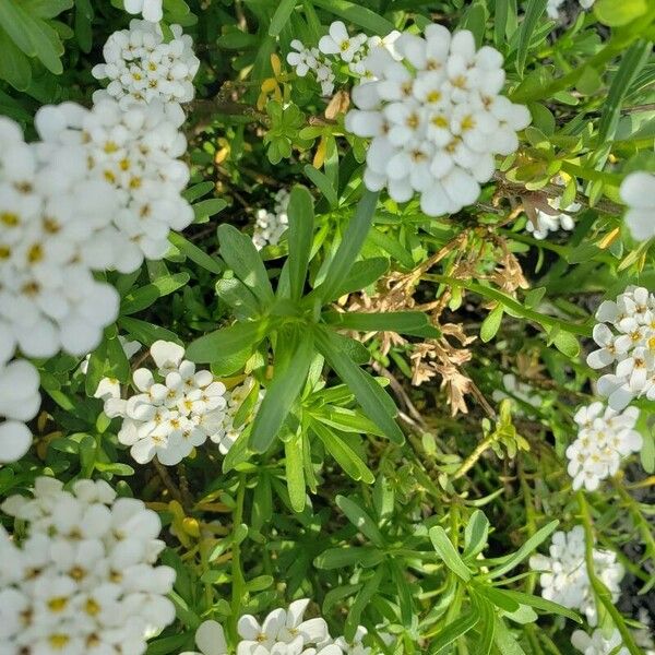 Iberis sempervirens 叶