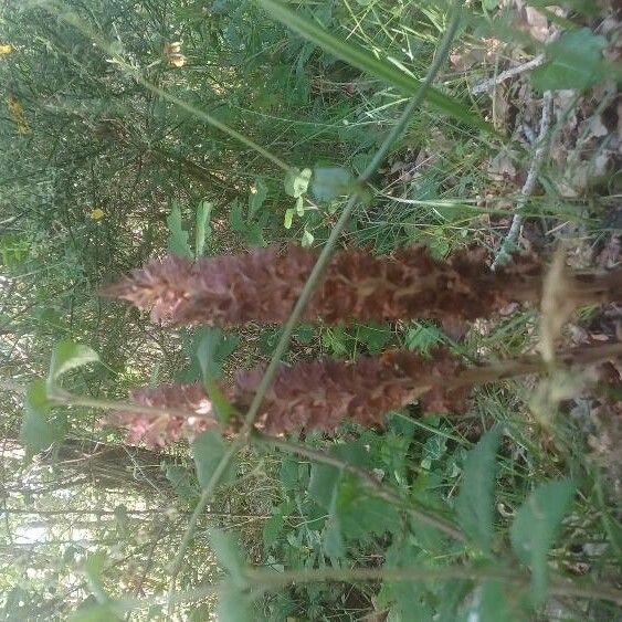 Orobanche rapum-genistae 花