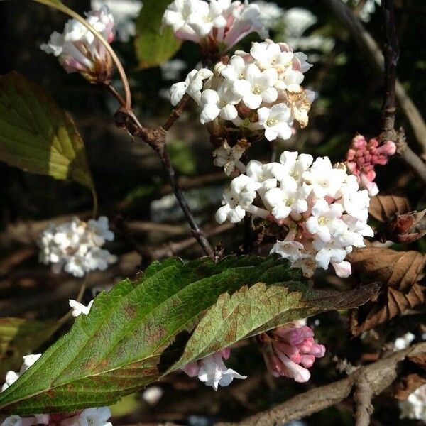 Viburnum farreri Blomma