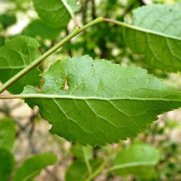 Prunus domestica Fuelha