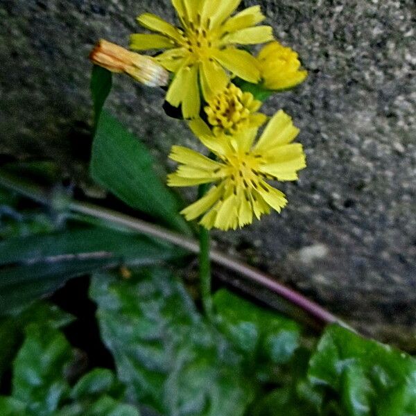 Youngia japonica 花